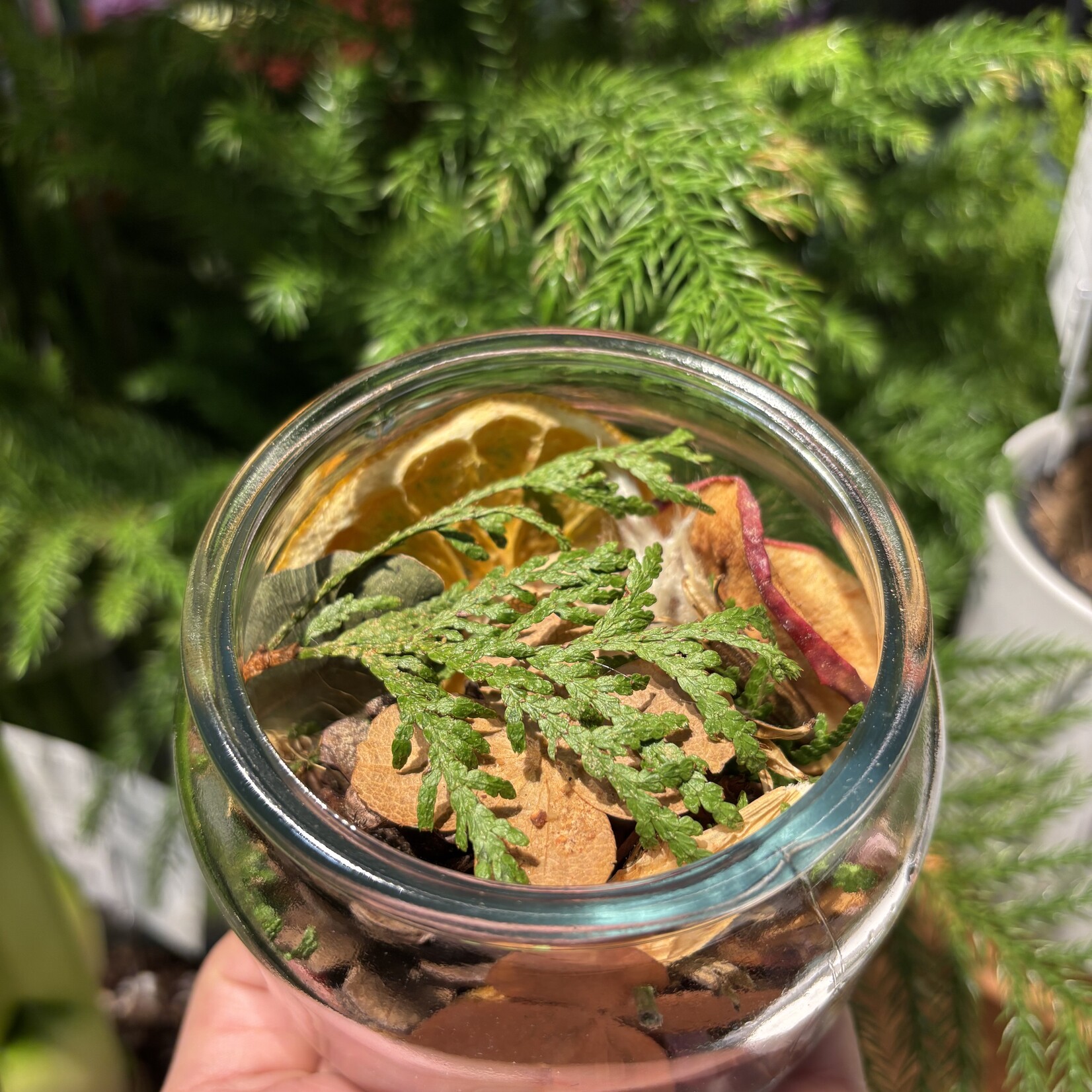 Pot pourri - Matante Pissenlit