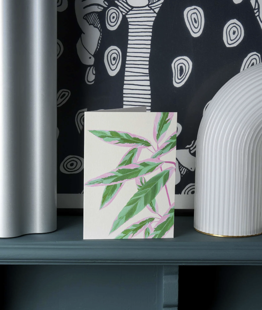 Carte Stengun – Calathea triostar