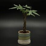 Pachira aquatica (money tree)