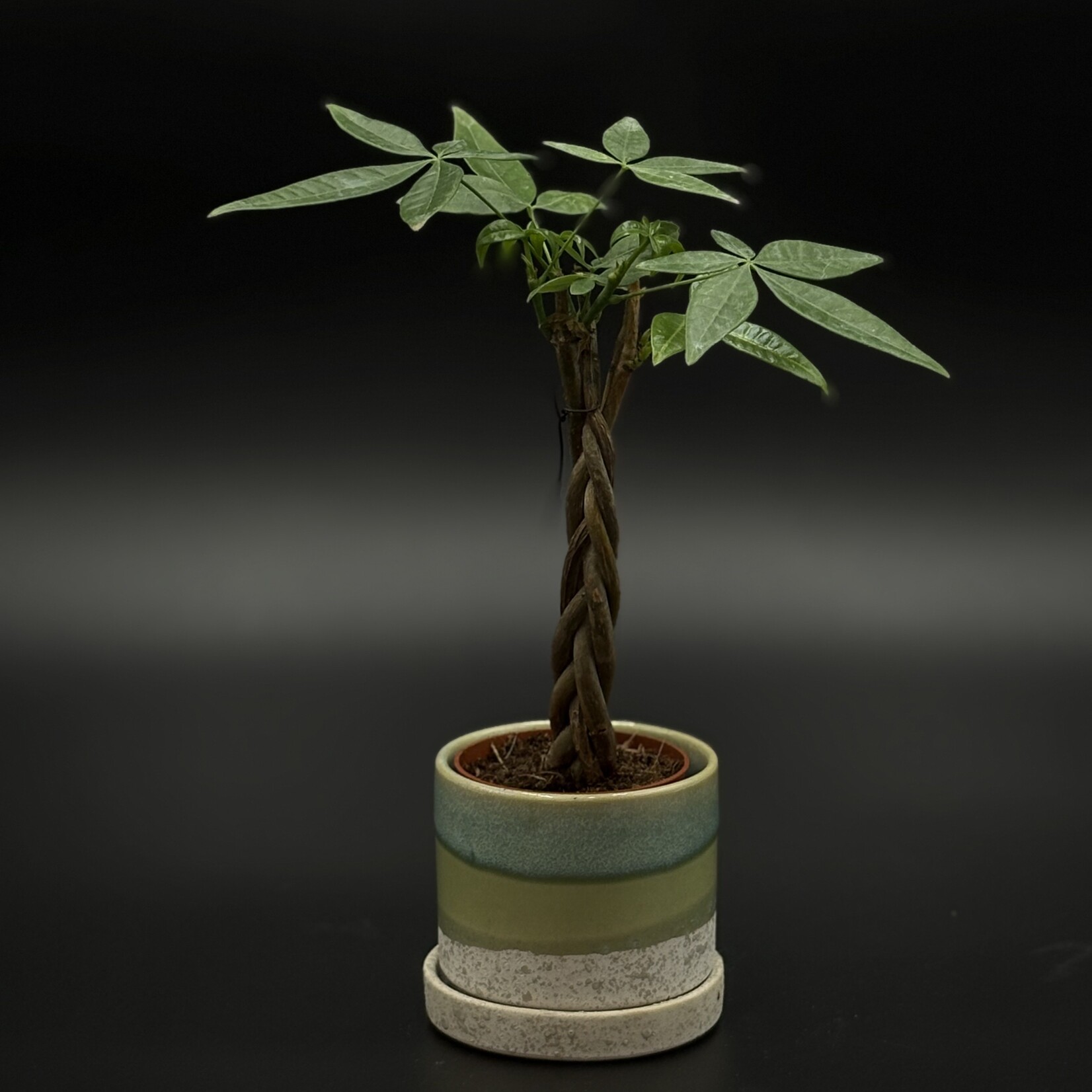 Pachira aquatica (money tree)