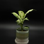 Dieffenbachia 4"