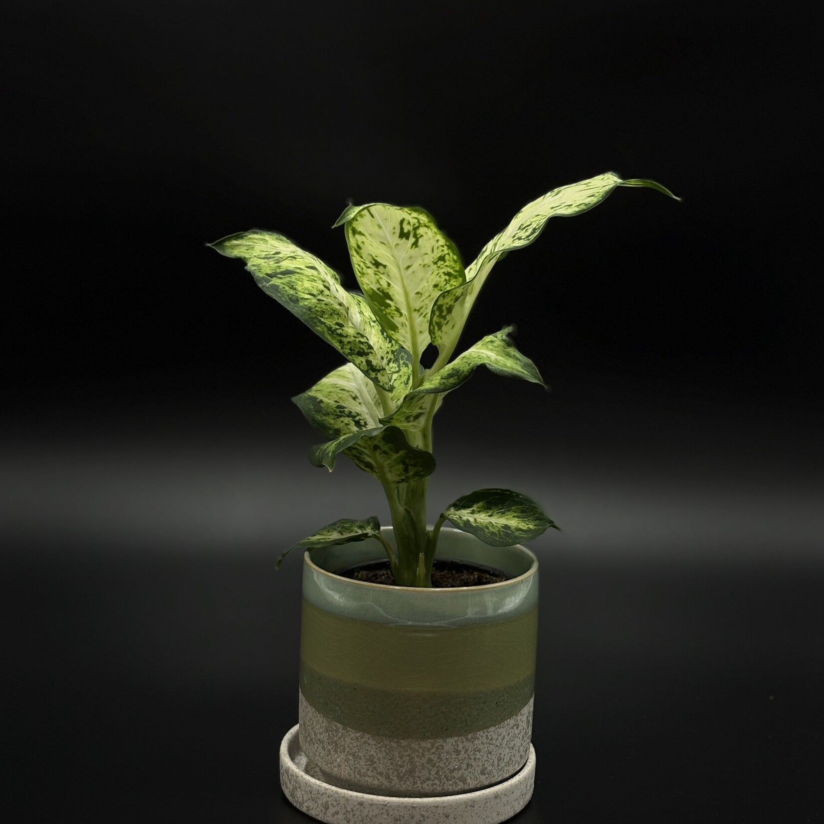 Dieffenbachia 4"