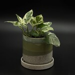 Epipremnum marble queen 4''