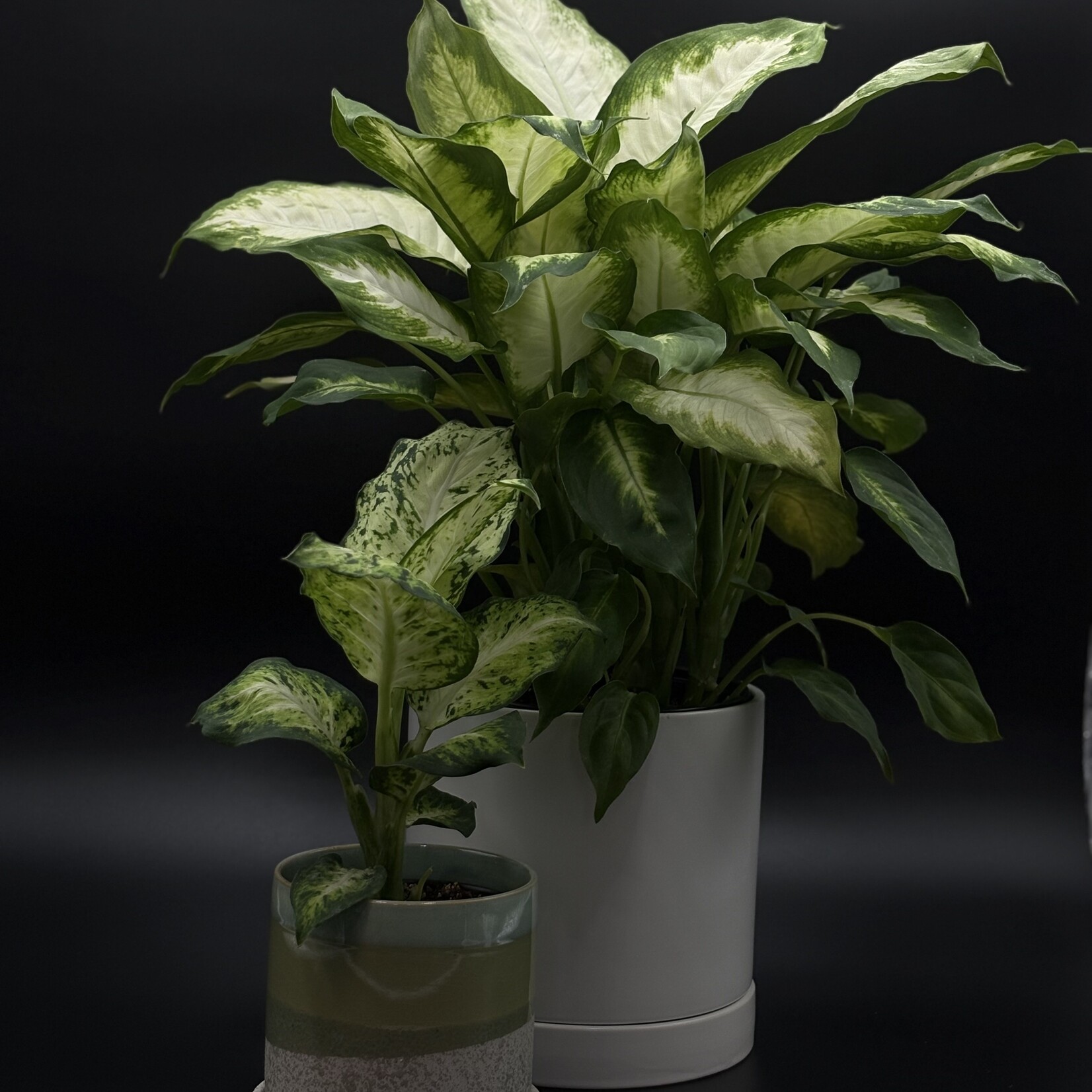 Dieffenbachia 4"