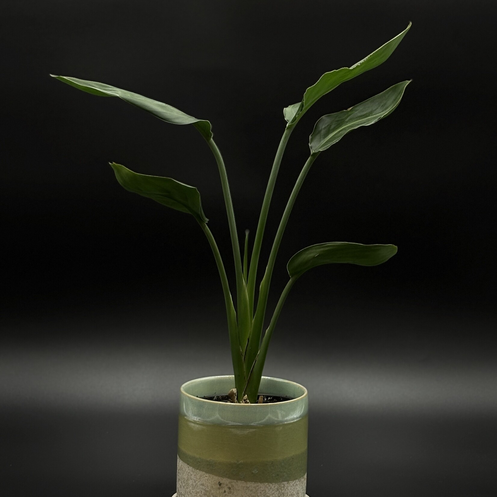Strelitzia nicolai 4"