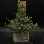 Ficus pumila 6"