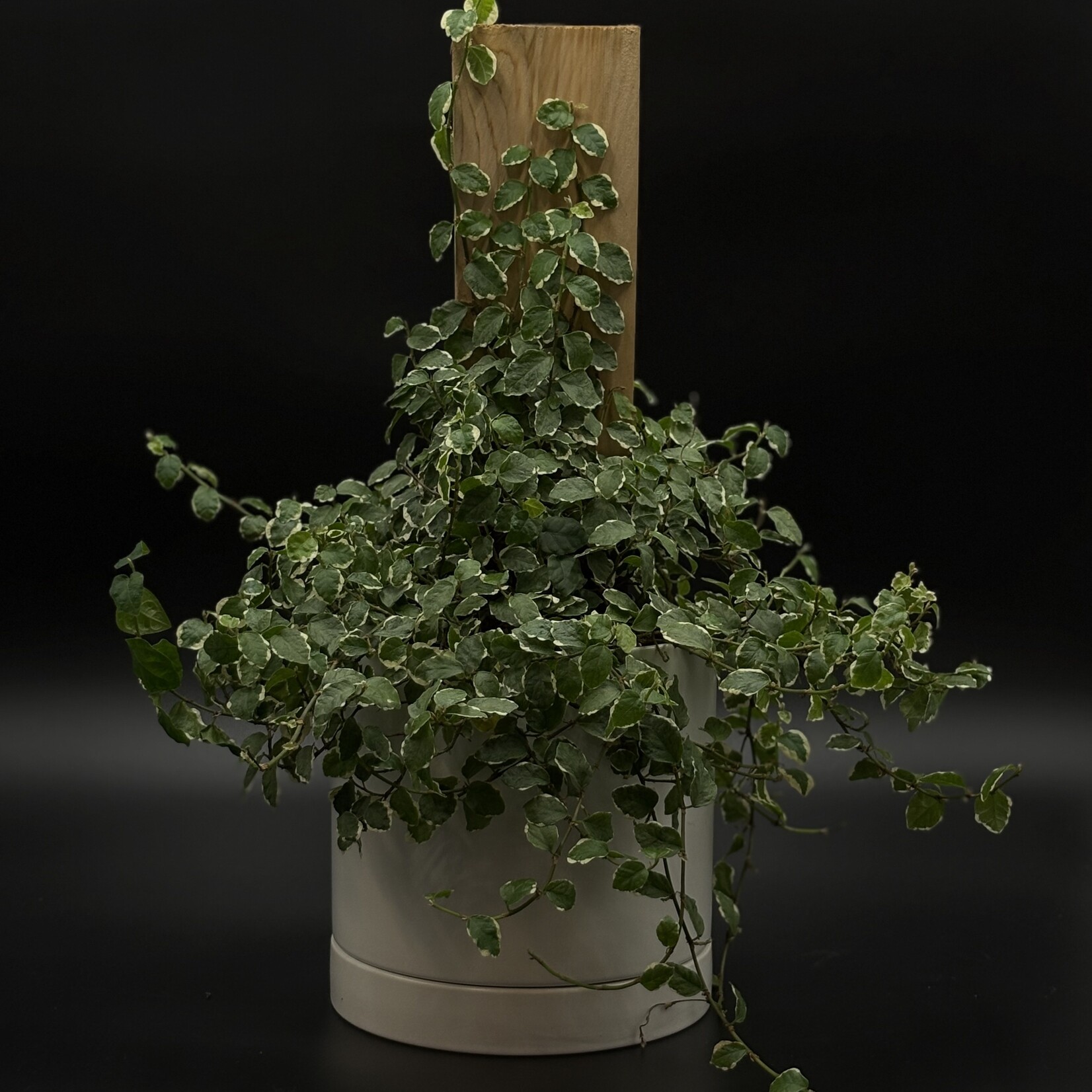 Ficus pumila 6"
