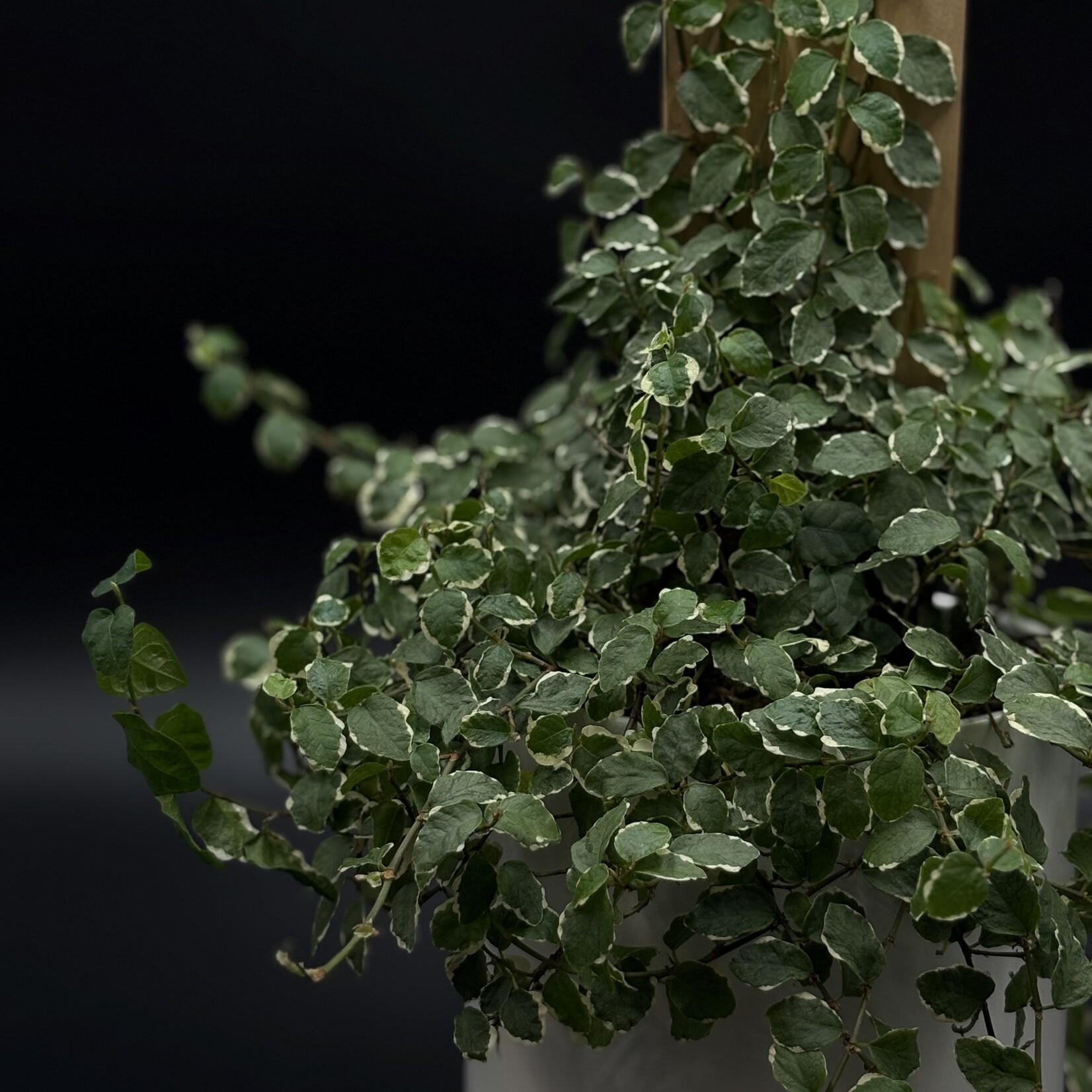 Ficus pumila 6"