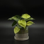 Philodendron brasil 3''