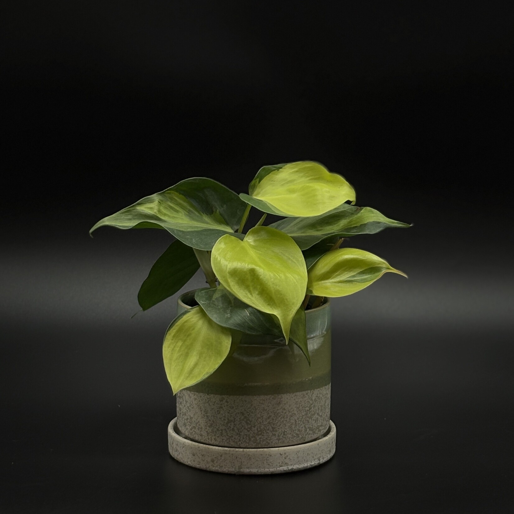 Philodendron brasil 3''