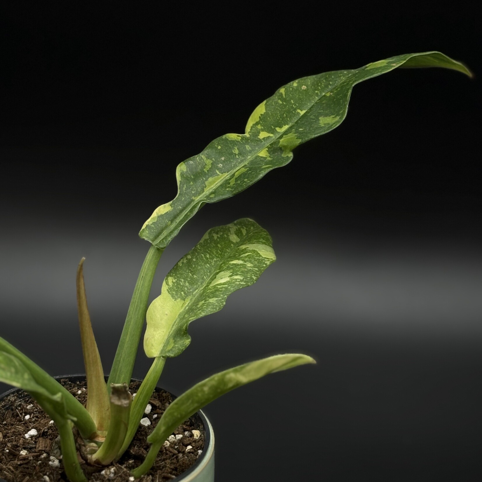 Philodendron "ring of fire" 4"