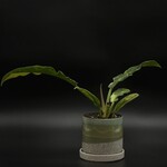 Philodendron "ring of fire" 4"