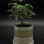 Schefflera arboricola 4''