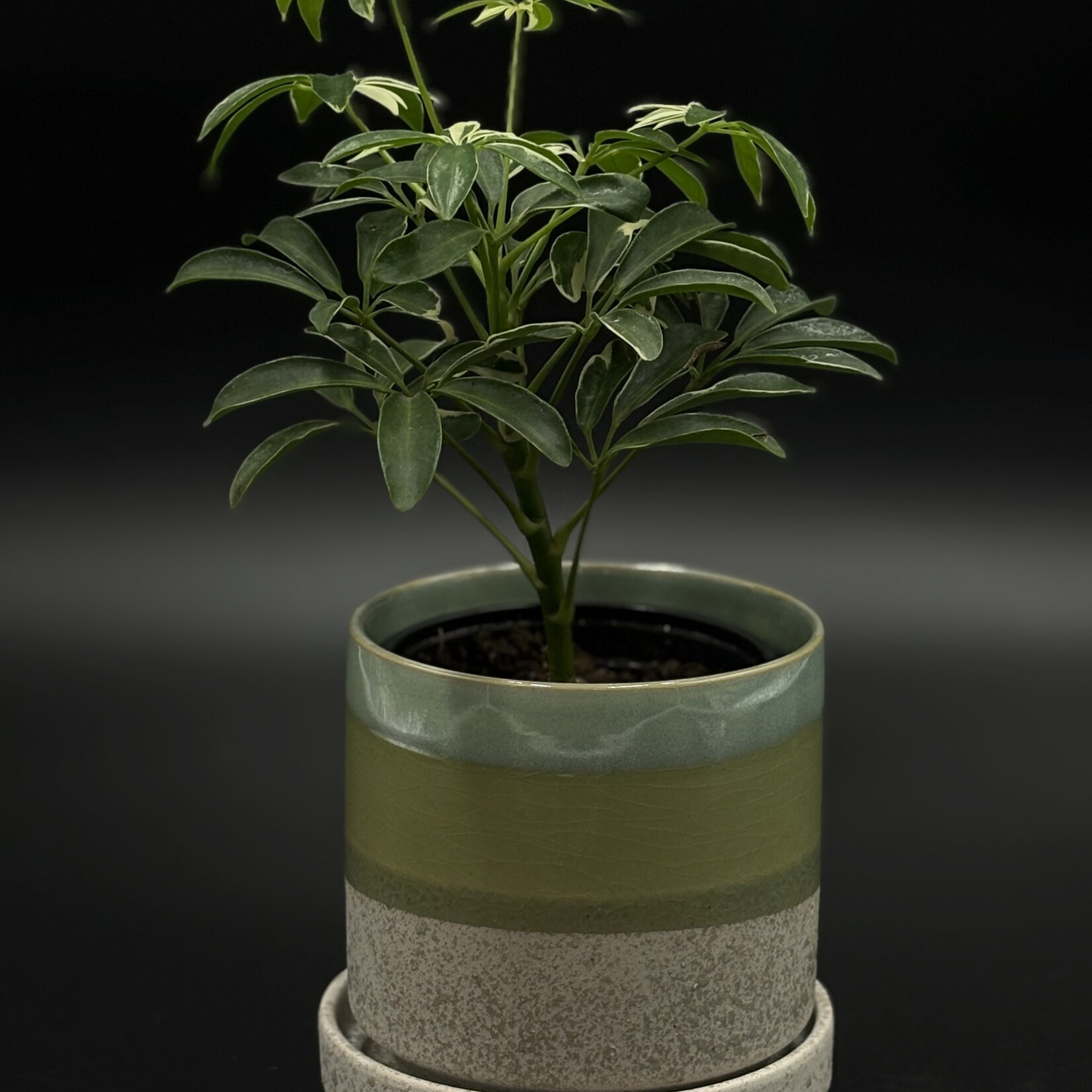 Schefflera arboricola 4''