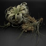 Tillandsia xerographica large