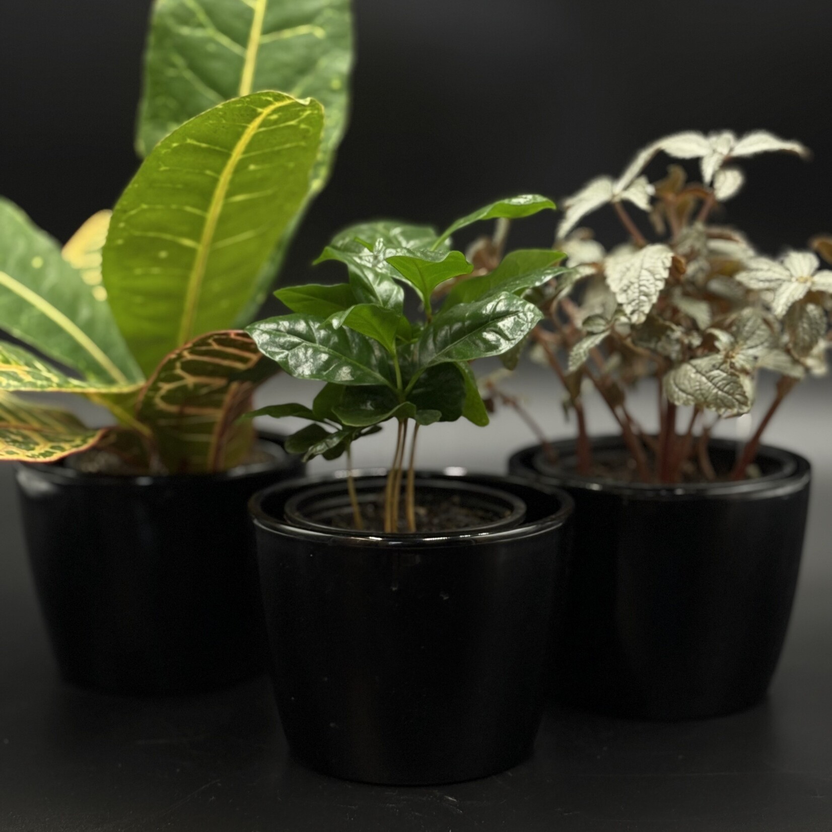 Duo plante et cache-pot