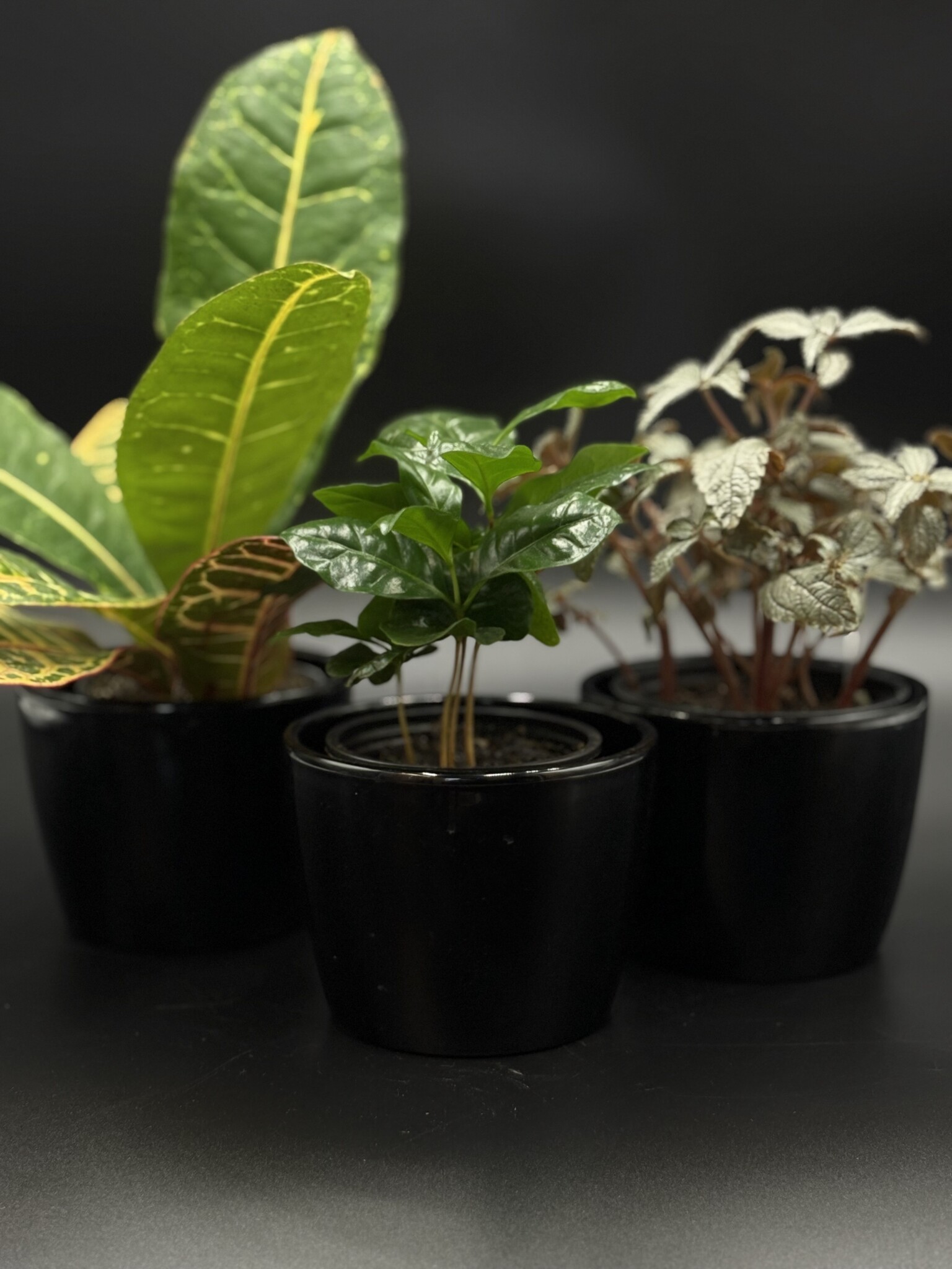 Duo plante et cache-pot