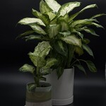 Dieffenbachia camille 6"