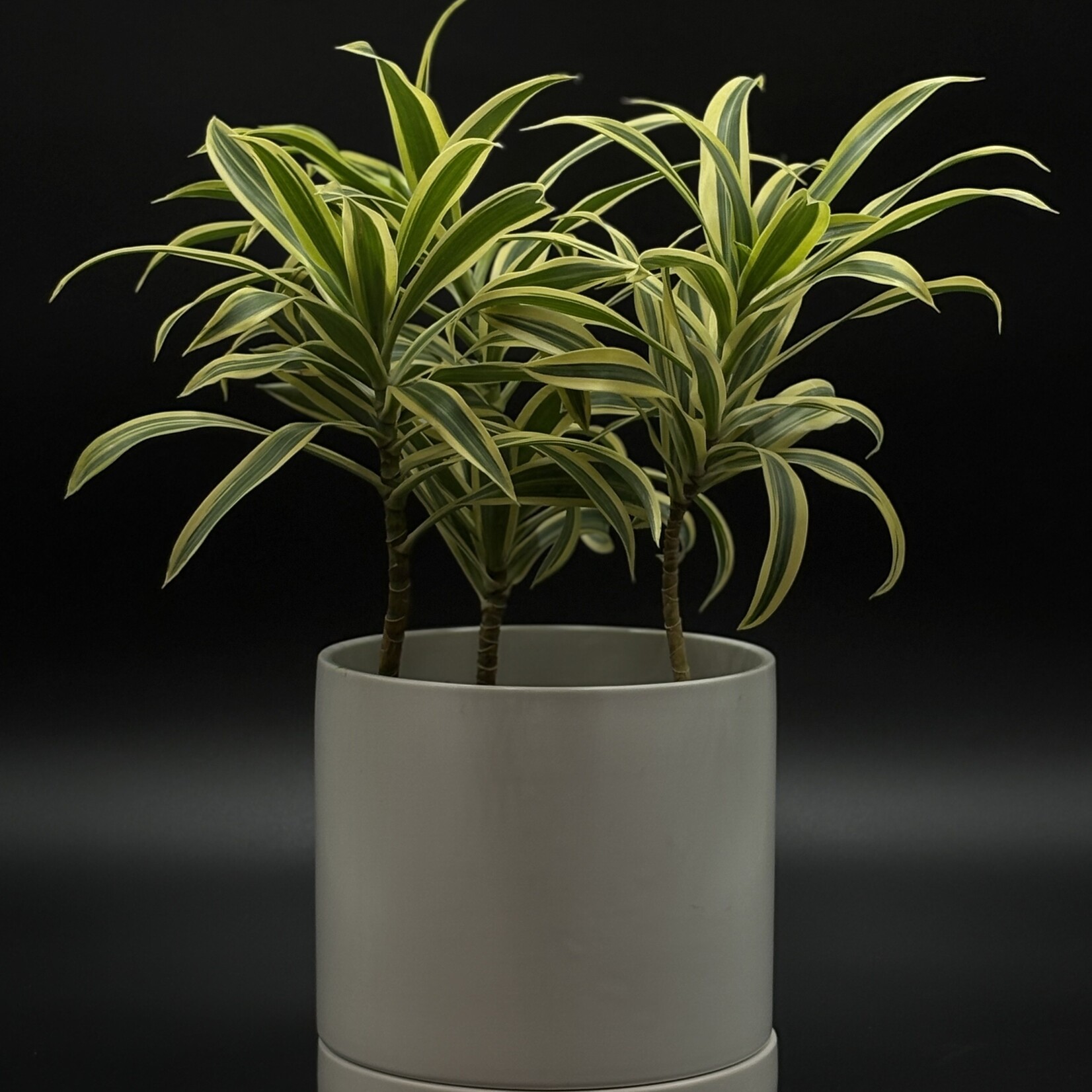 Pleomele song of india 6''