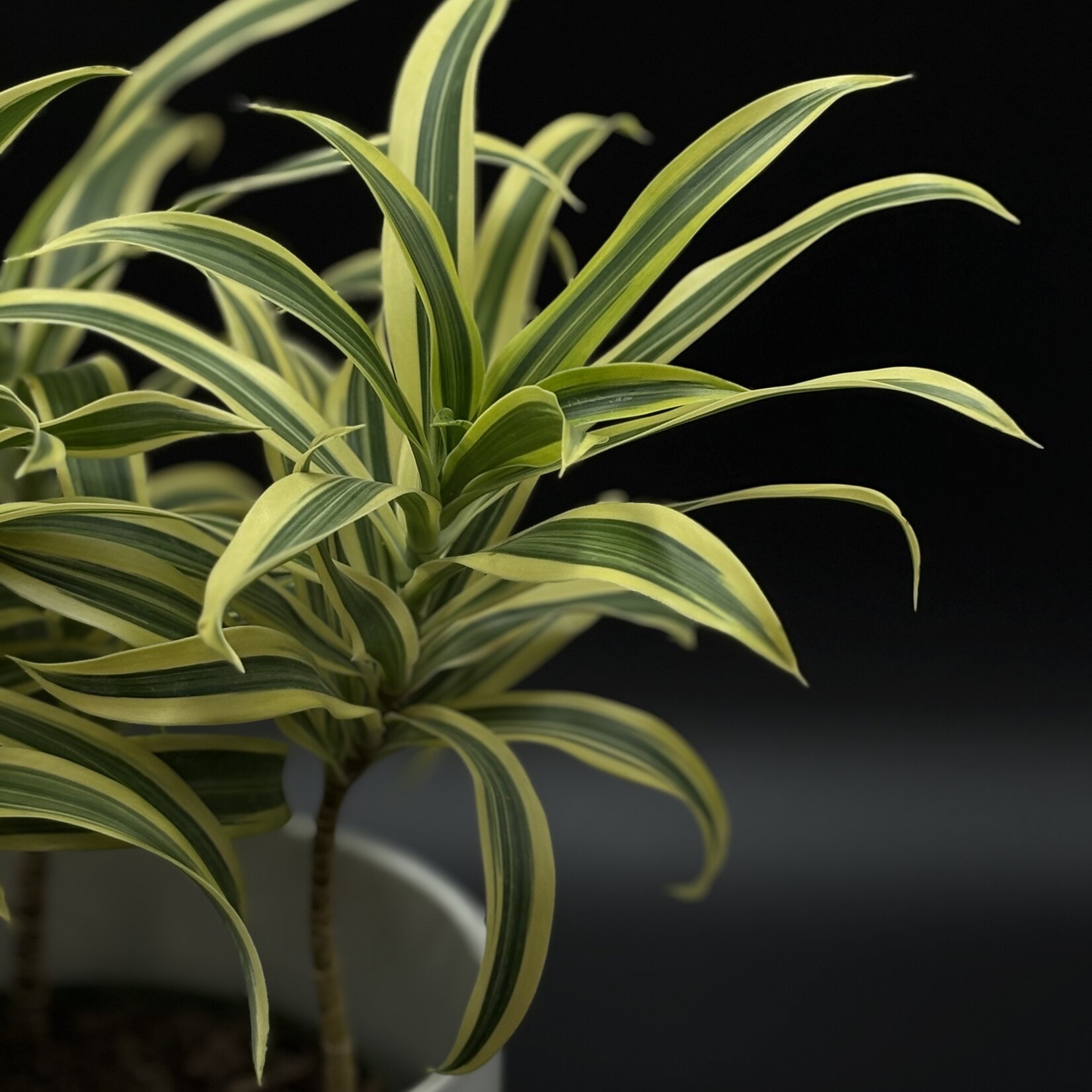 Pleomele song of india 6''