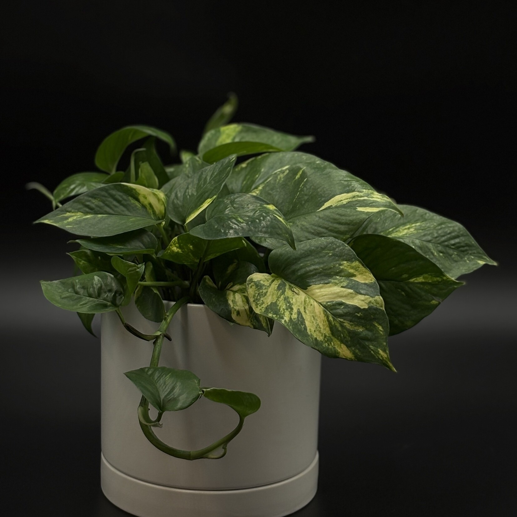 Pothos hawaiin 6''