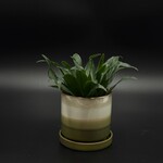 Dracaena janet craig 3"