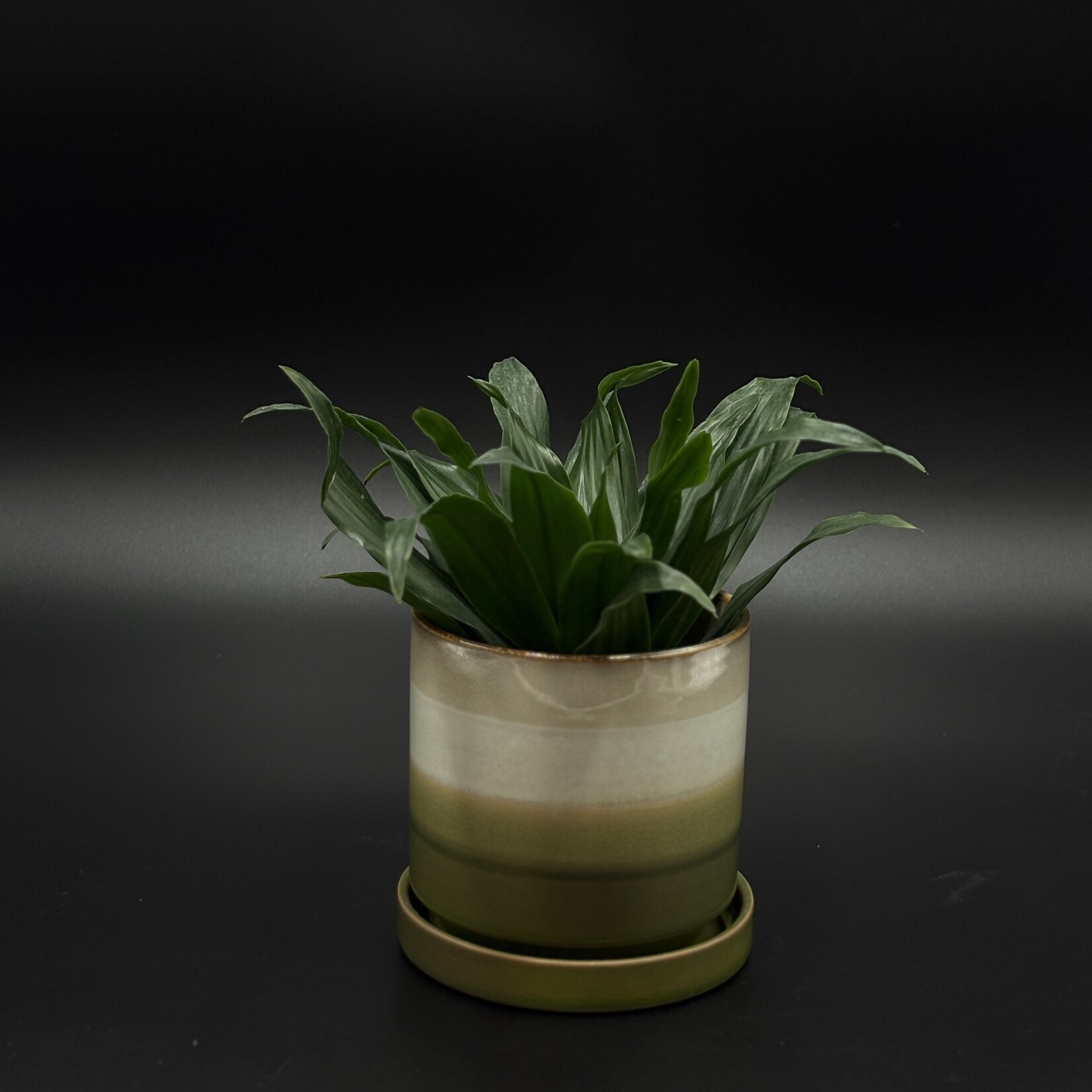 Dracaena janet craig 3"