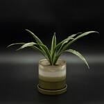 Dracaena warneckii 4''
