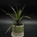 Dracaena marginata 4''