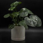 Philodendron monstera 6''