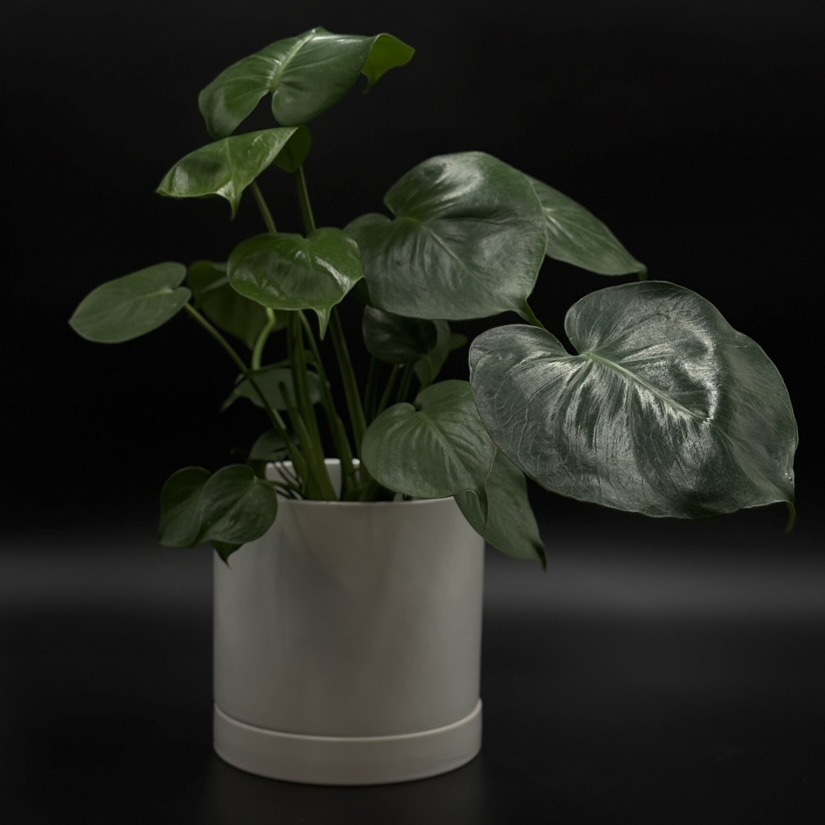 Philodendron monstera 6''