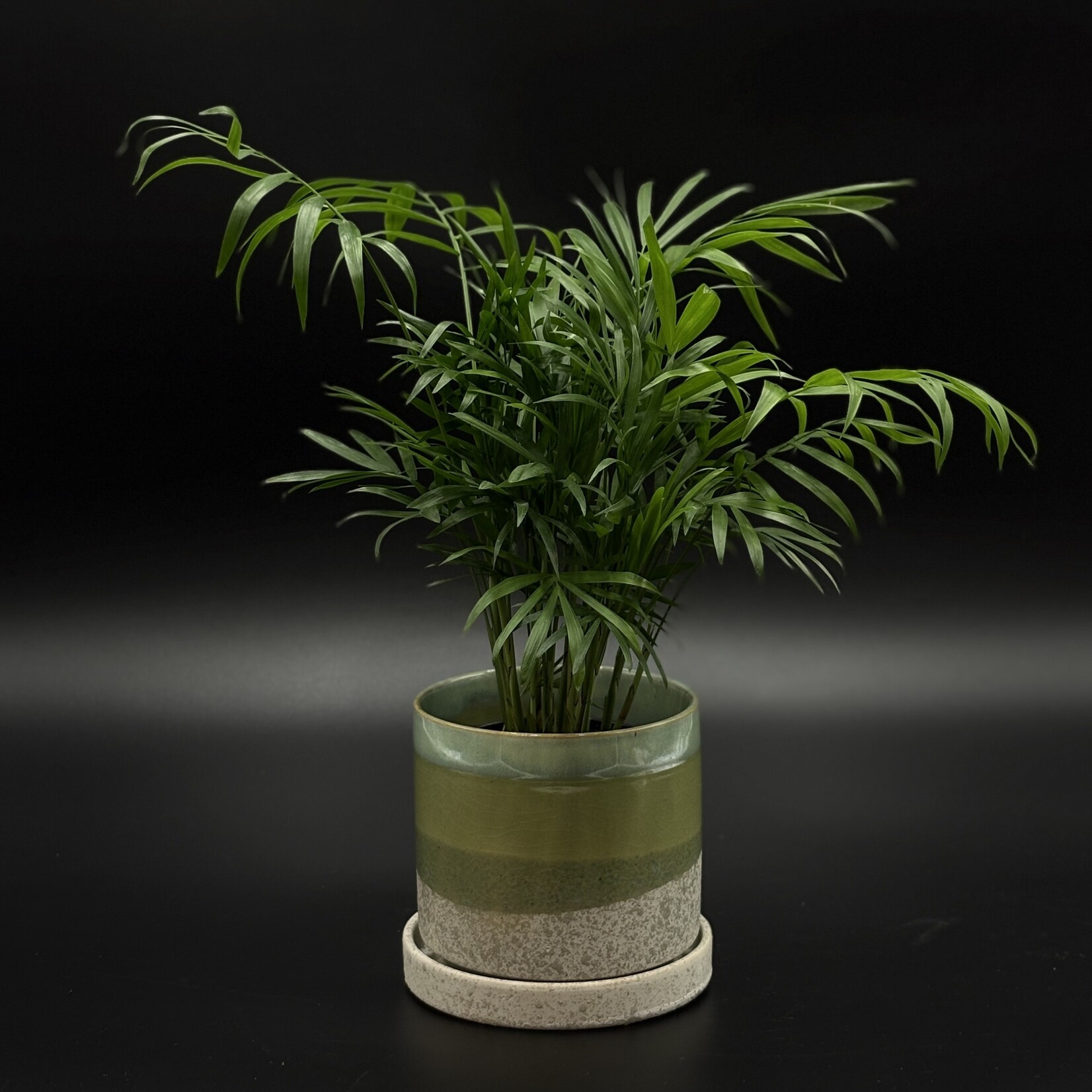 Chamaedorea elegans – Palmier de salon