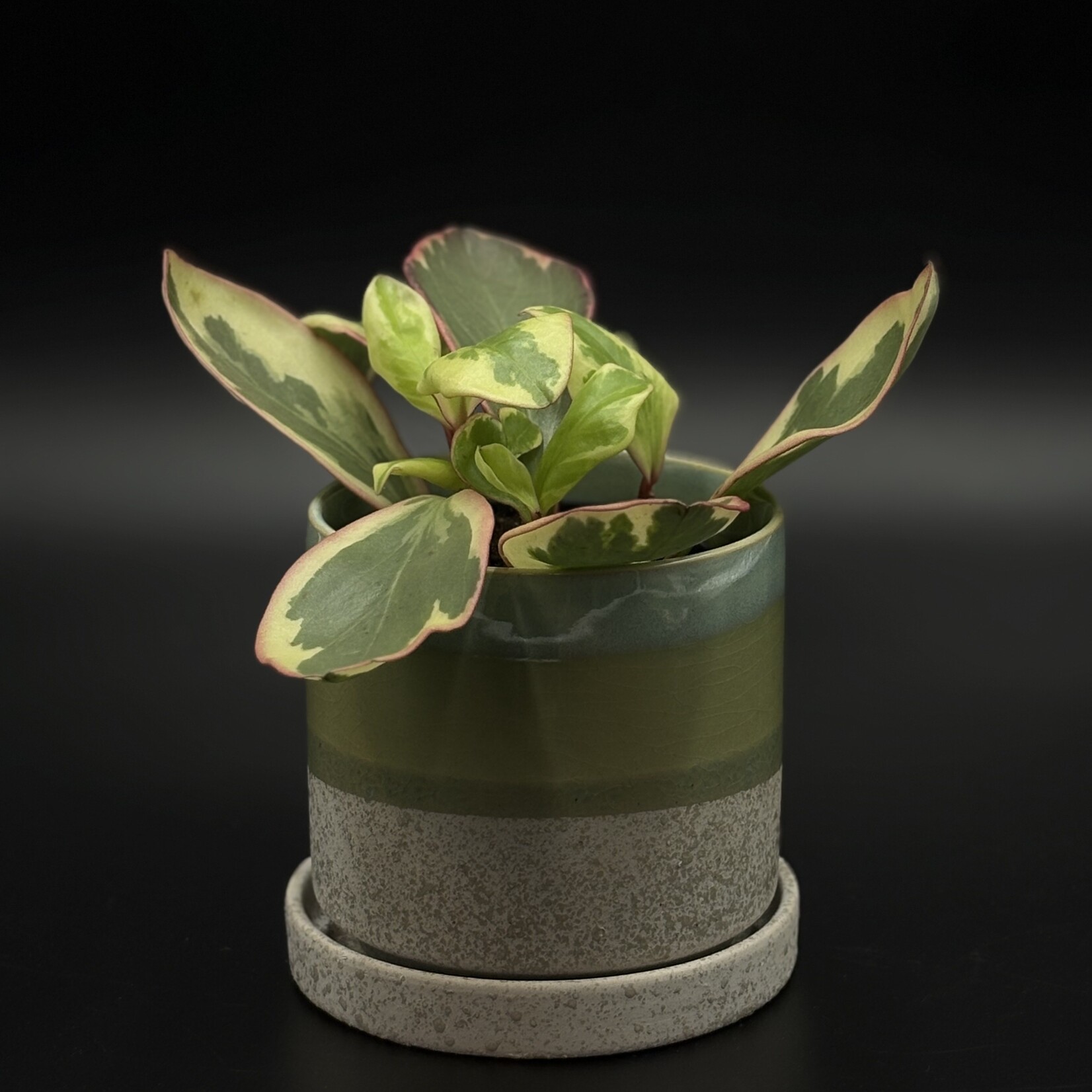 Peperomia clusiifolia "Ginny" 3"