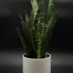 Sansevière black coral 6''