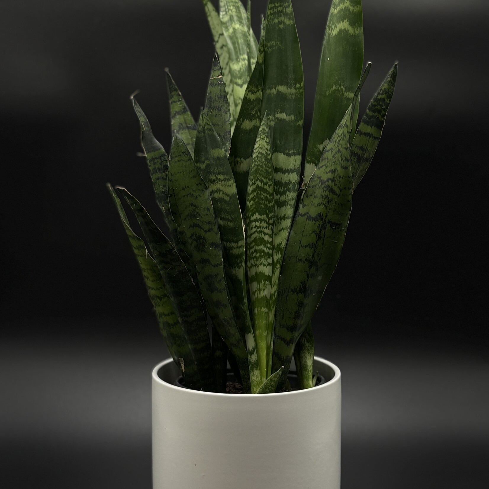 Sansevière black coral 6''