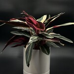 Stromanthe Triostar 6"