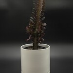 Euphorbia trigona  6''