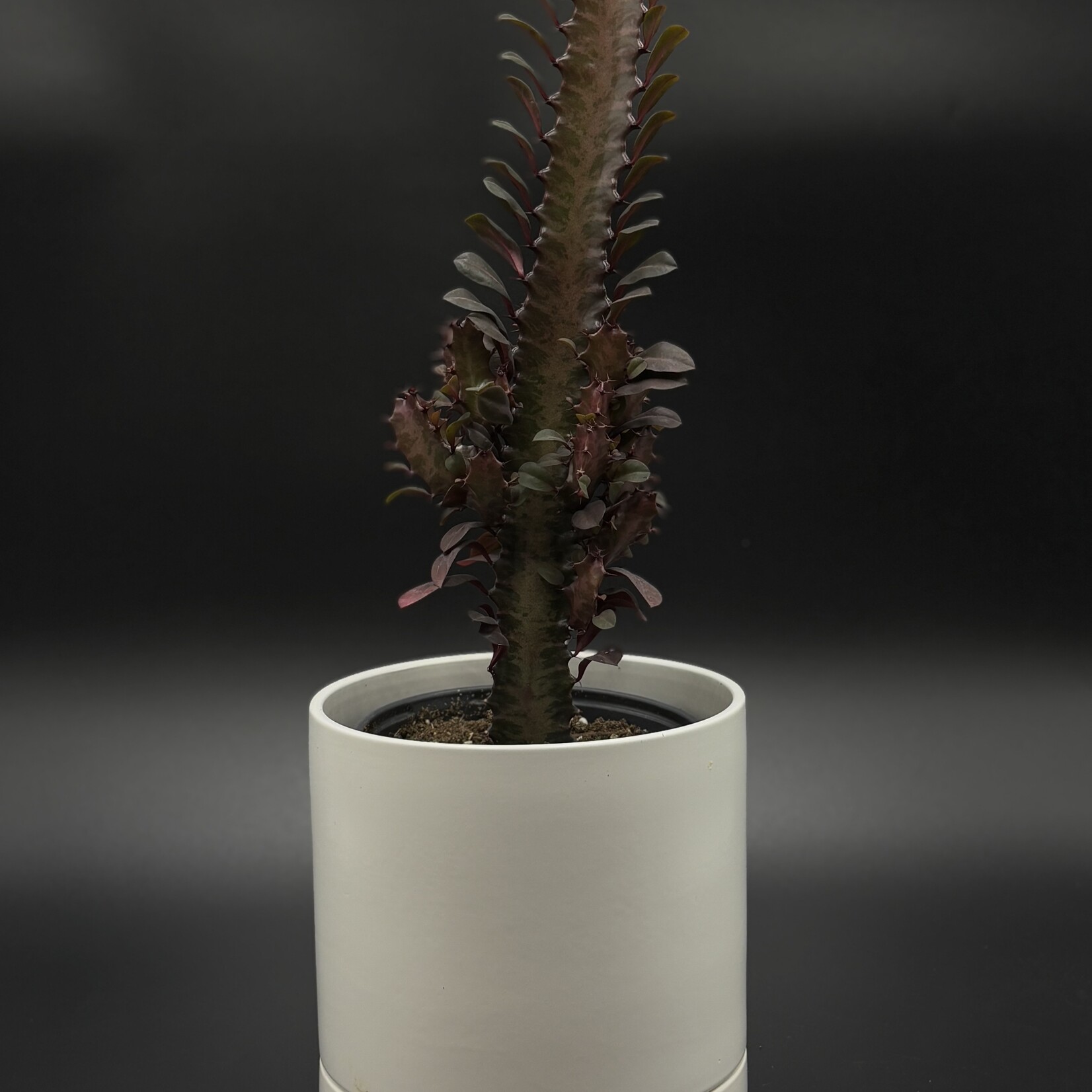 Euphorbia trigona  6''