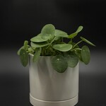 Pilea peperomioides 4''
