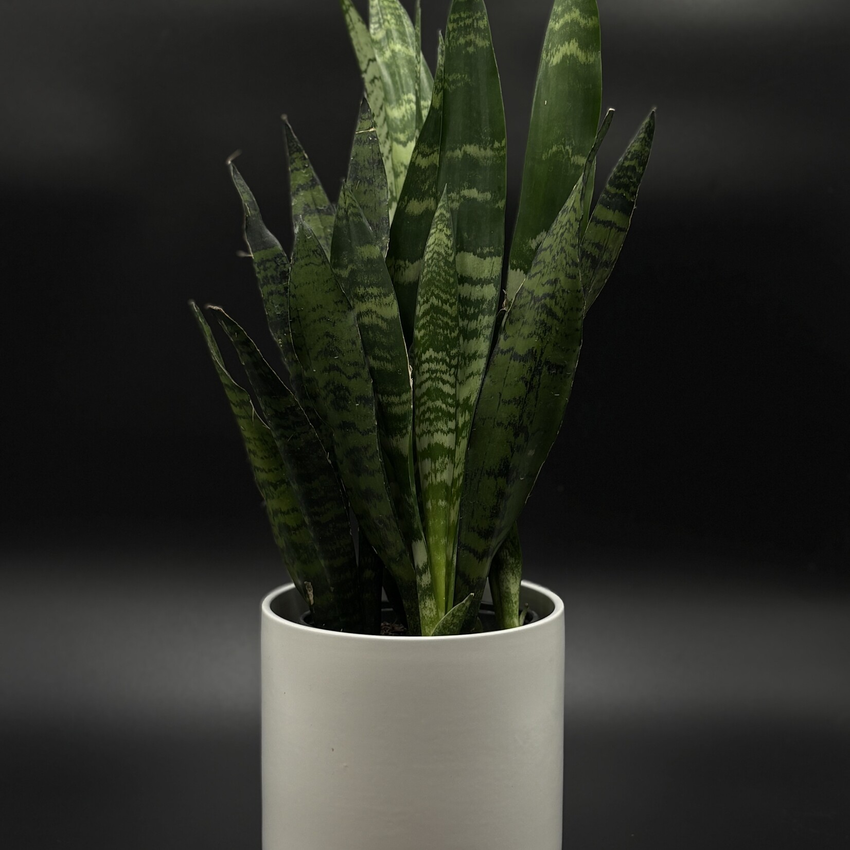 Sansevière zeylanica 6"