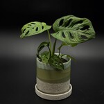 Monstera adansonii « Swiss Cheese »