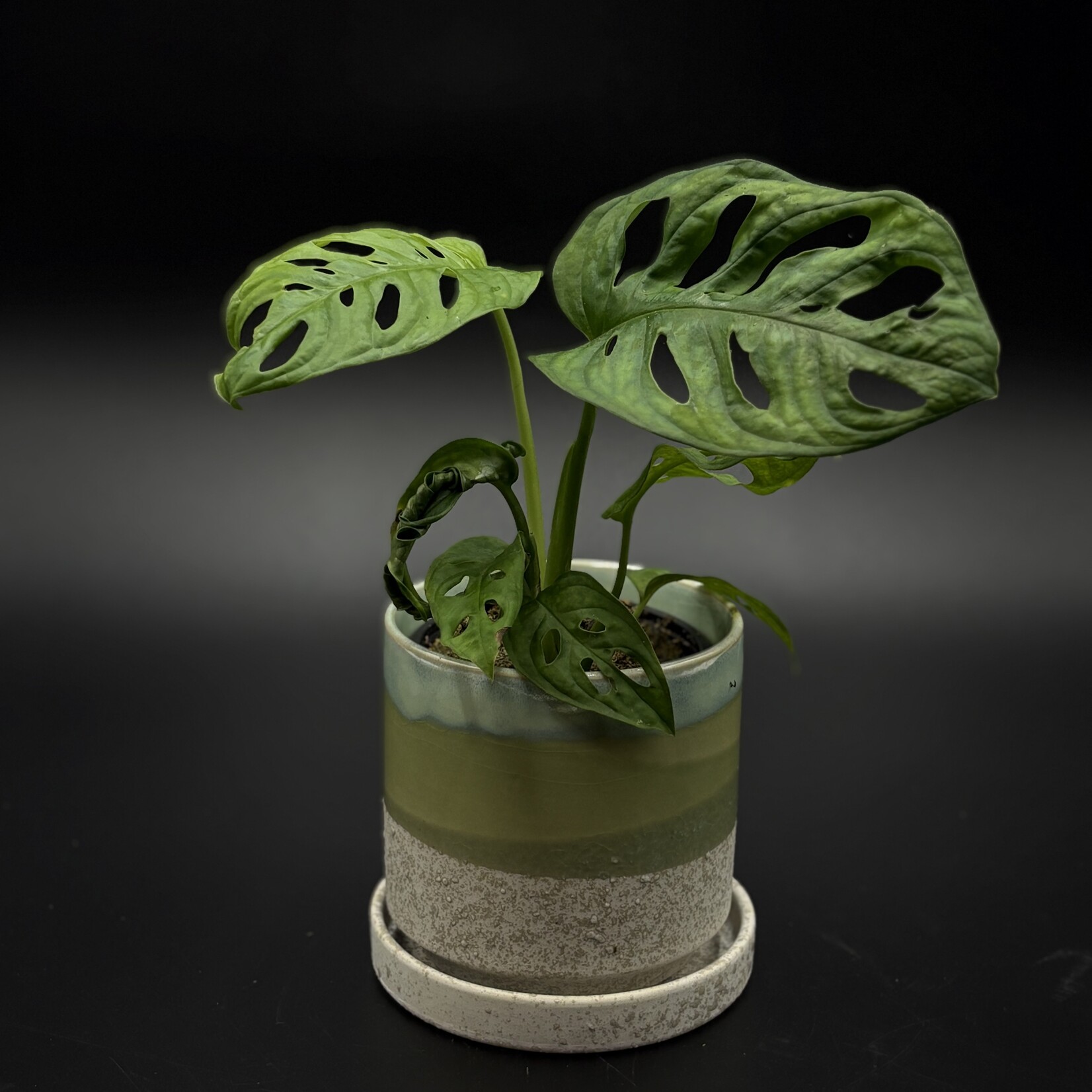 Monstera adansonii – Monstera à feuilles perforées
