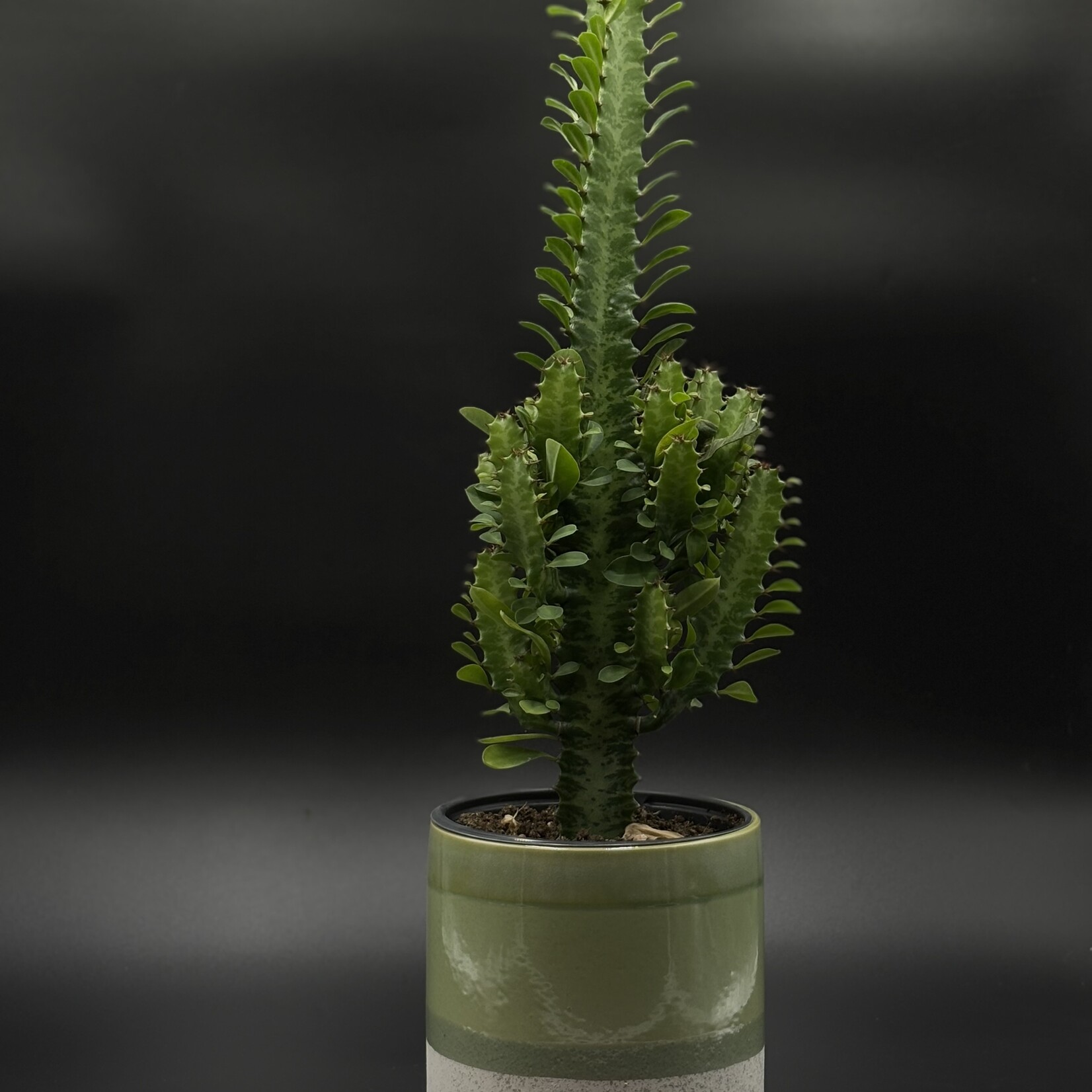 Euphorbe polygona 4"