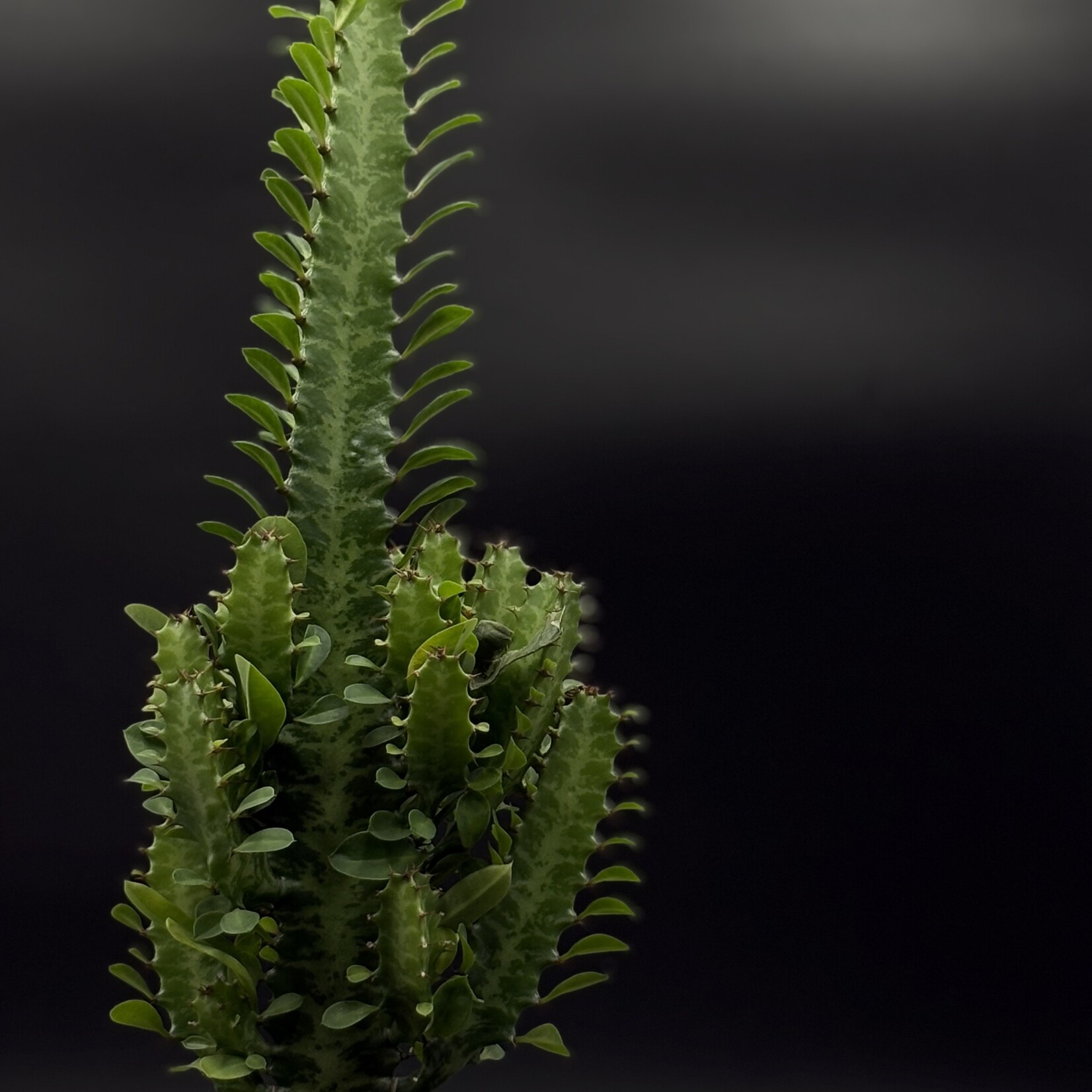 Euphorbe polygona 4"