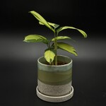 Alpinia Zerumbet panaché 4"