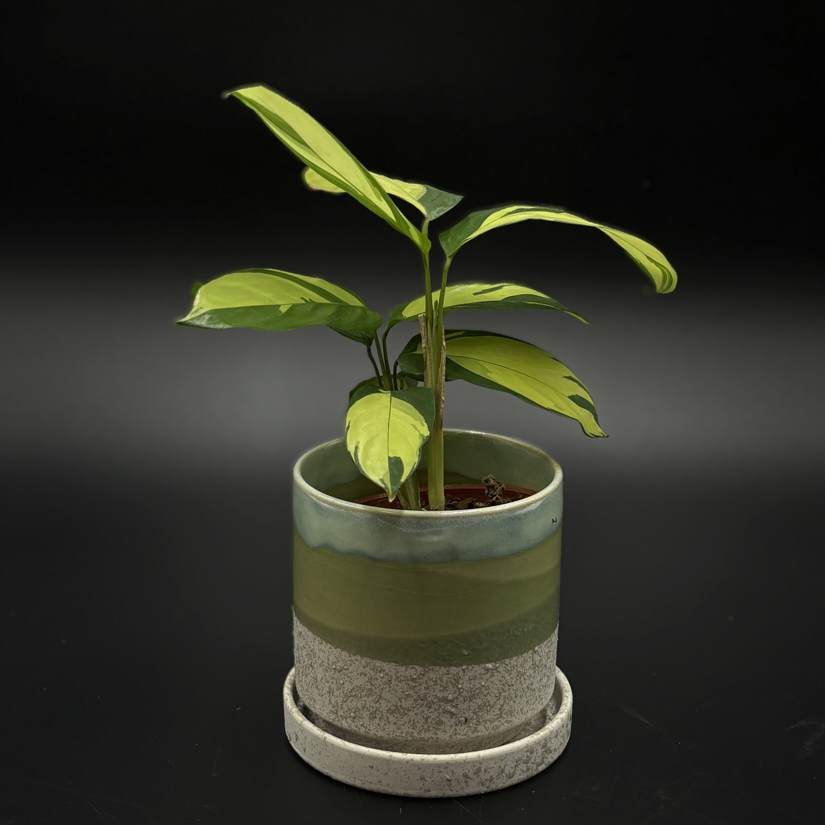 Alpinia Zerumbet panaché 4"