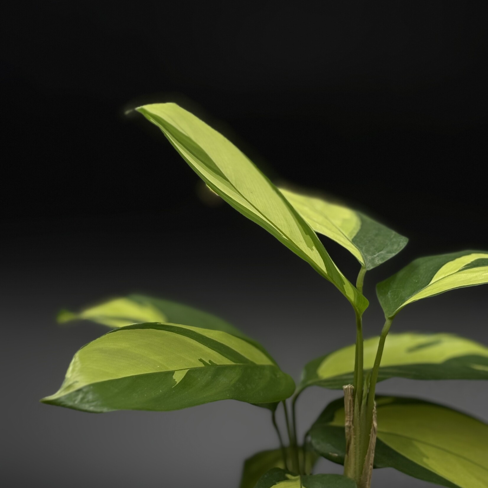 Alpinia Zerumbet panaché 4"