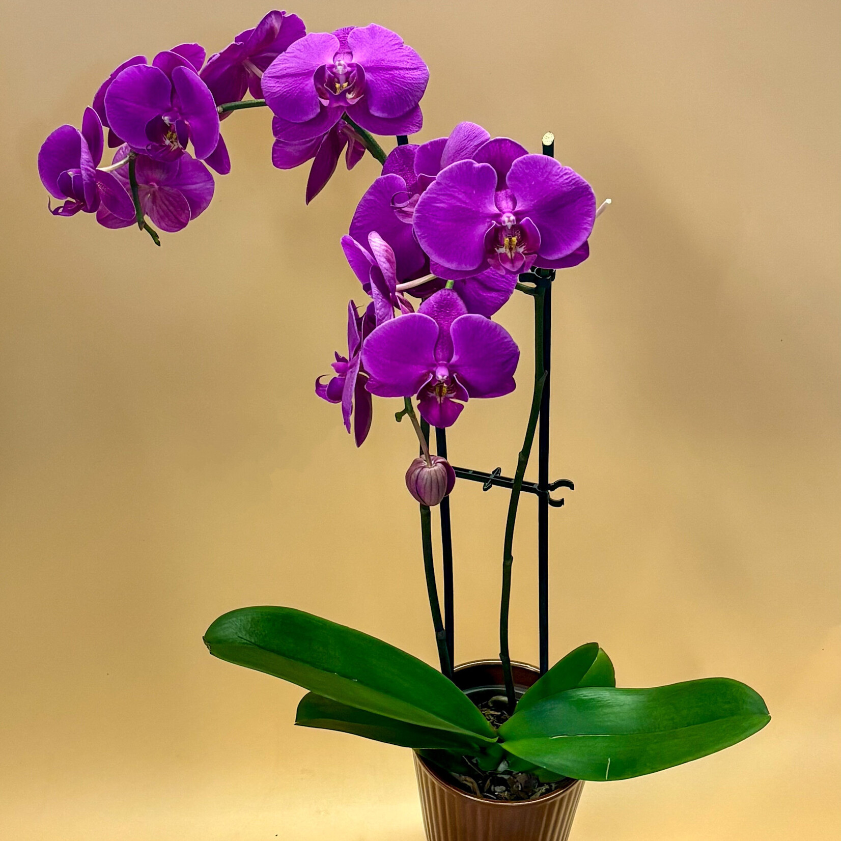 Phalaenopsis Orchid – Moth Orchid