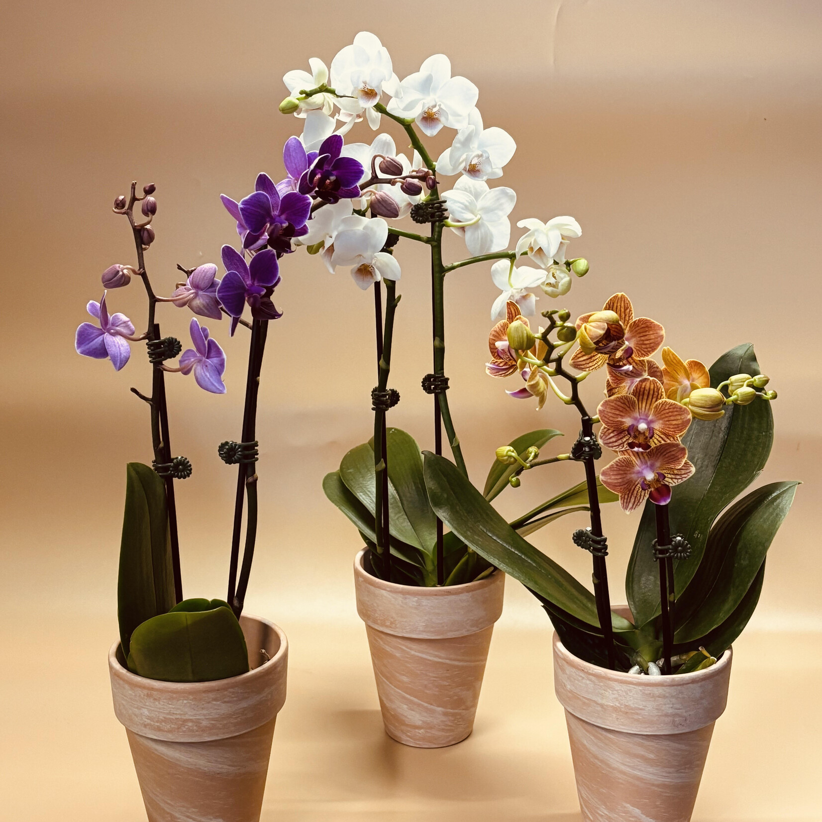 Orchidée Phalaenopsis – Orchidée papillon