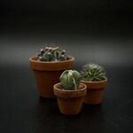 Cactus assorti – Pot de grès